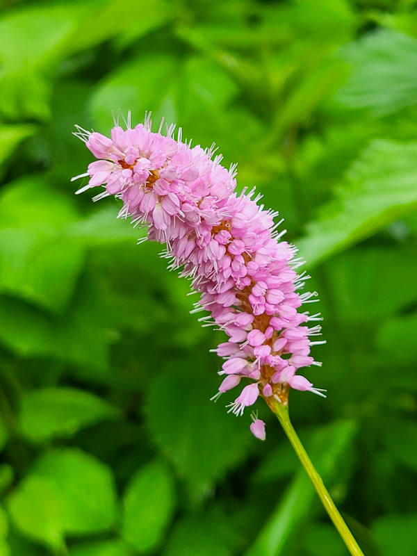 flora & fauna in Silz, Tirol